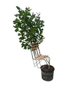 Bloodgood Sycamore Living Tree Chair on white, Trellis trained to grow in the shape of a chair, this green leafed tree will provide a nice place to sit and admire after a day of yard work