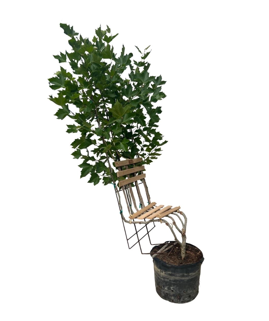 Bloodgood Sycamore Living Tree Chair on white, Trellis trained to grow in the shape of a chair, this green leafed tree will provide a nice place to sit and admire after a day of yard work