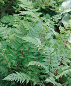 A closeup of the Lady in Red Lady Fern showing that feathery bright green foliage on a dark red stem 