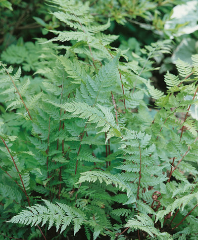A closeup of the Lady in Red Lady Fern showing that feathery bright green foliage on a dark red stem 