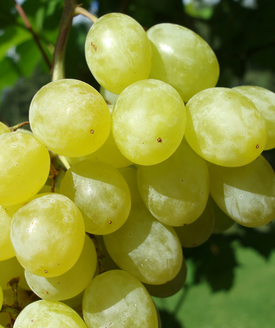 A close up of the bright green to yellow grapes on the vine of the Lakemont Seedless Grape