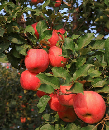 Close up of Late Red Fuji Apples growing on a tree, various round red apples growing on a brown branch with dark green conical shaped foliage