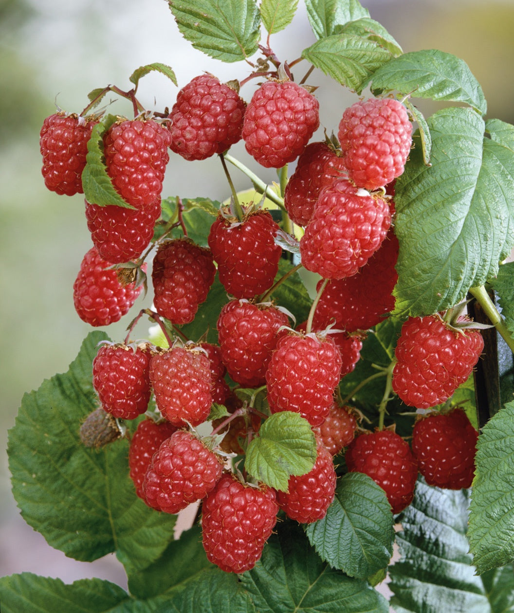 Latham Red Raspberry closeup of red berries