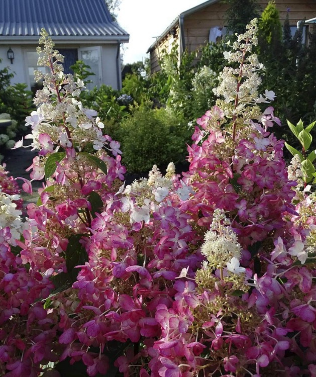 Lavalamp Candelabra white and purple-pink flower panicles planted in landscape