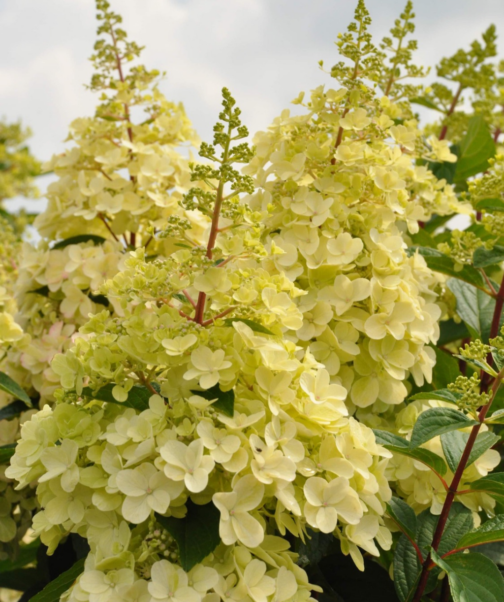 Lavalamp Candelabra Hydrangea closeup of white flower panicle