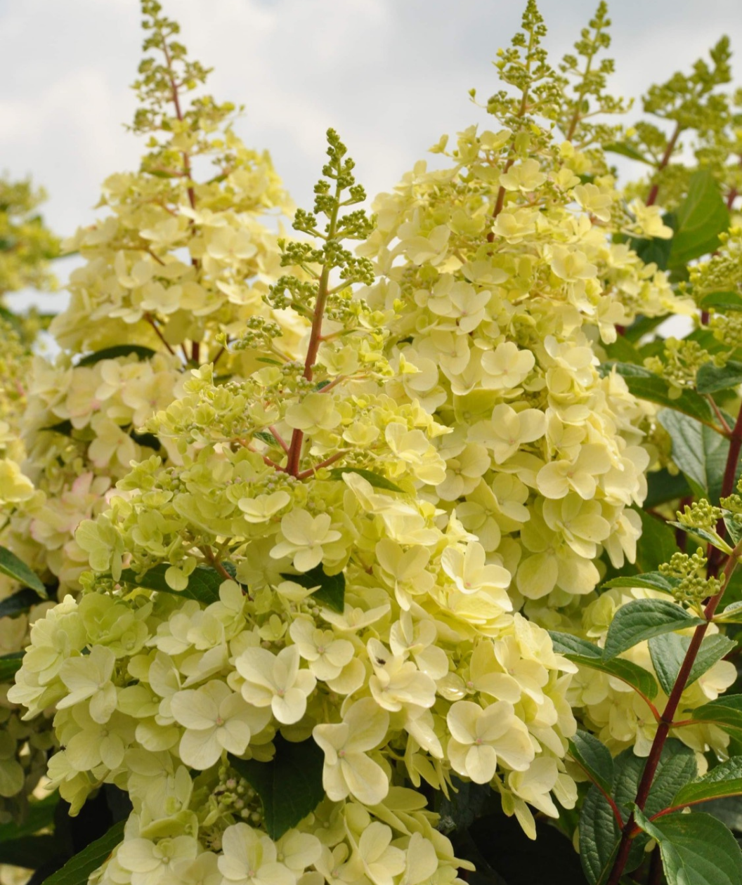 Lavalamp Candelabra Hydrangea closeup of white flower panicle