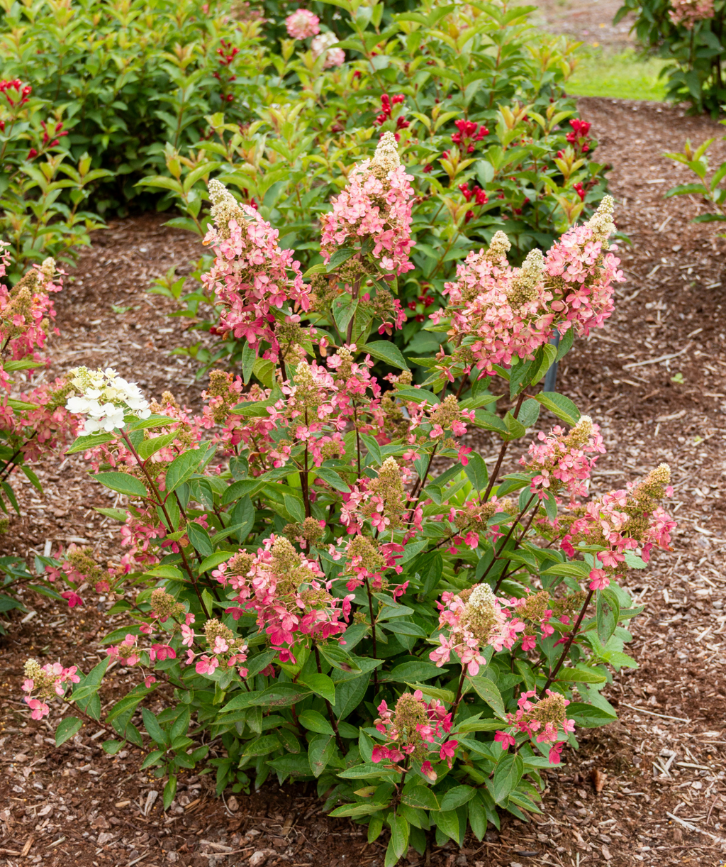 Lavalamp Flare Hydrangea planted in landscape with white and hot pink flower panicles and deep green foliage