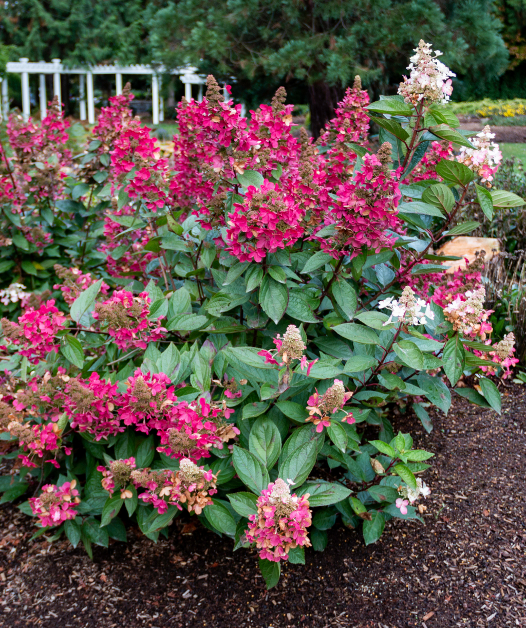 Lavalamp Flare Hydrangea hot pink flower panicles and deep green foliage planted in garden bed