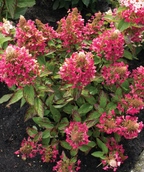 Lavalamp Flare Hydrangea hot pink flower panicles and deep green foliage transitioning to red fall color