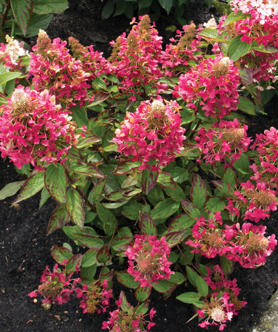 Lavalamp Flare Hydrangea hot pink flower panicles and deep green foliage transitioning to red fall color