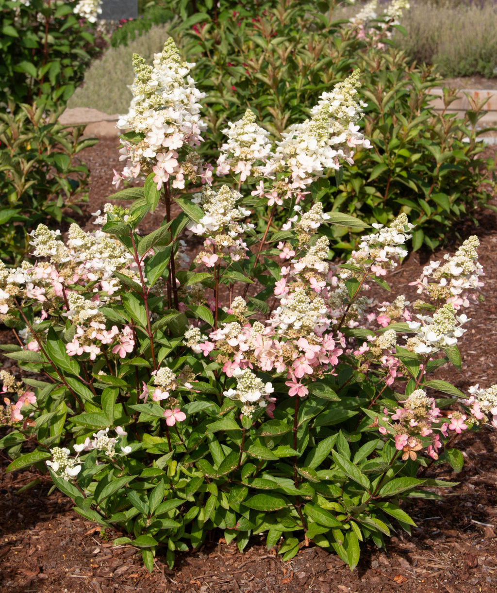Lavalamp Flare Hydrangea white flower panicles with deep green foliage planted in garden bed