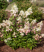 Lavalamp Flare Hydrangea white flower panicles with deep green foliage planted in garden bed