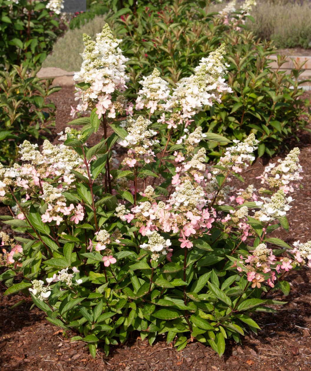 Lavalamp Flare Hydrangea white flower panicles with deep green foliage planted in garden bed