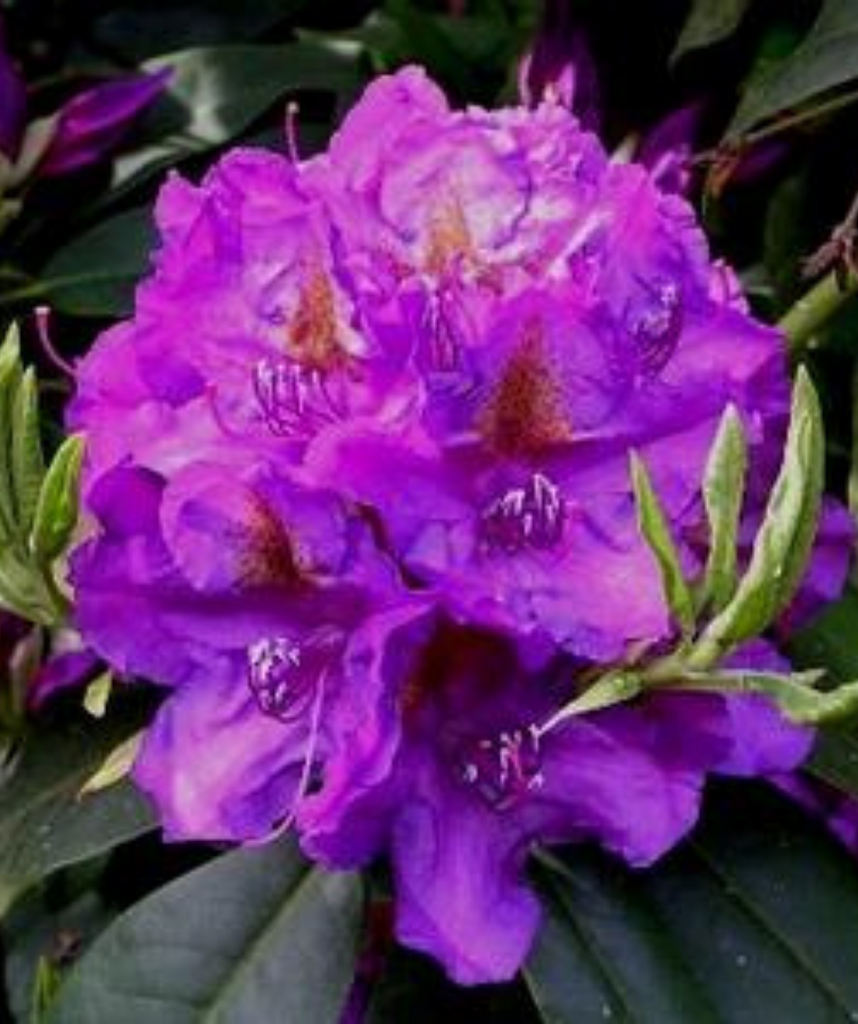 rhododendron dark lord Lee's Dark Purple Rhododendron