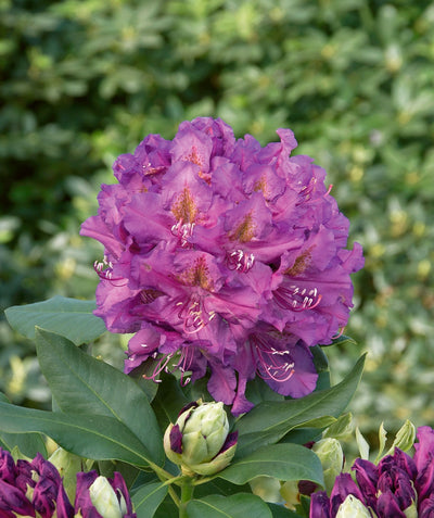 Lee's Dark Purple Rhododendron purple flower cluster