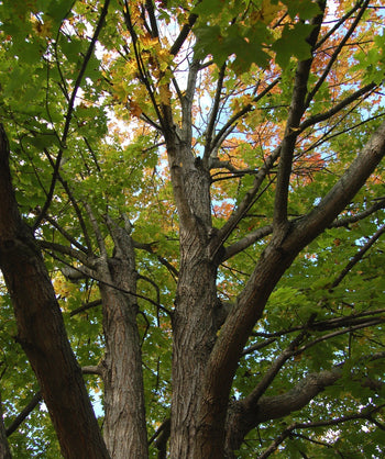 A view within a mature Legacy Sugar Maple, looking up into the branches covered in bright green leaves that are beginning to transition to the fall colors