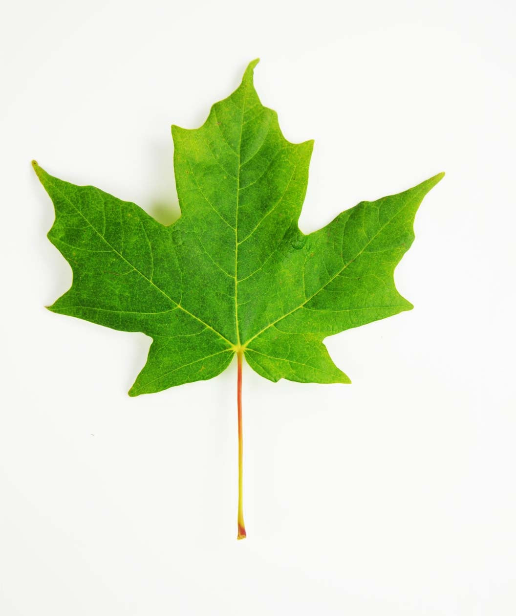 A single, bright green leaf of the Legacy Sugar Maple on a white background