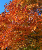 A close up of the bright orange to red fall color of the Legacy Sugar Maple