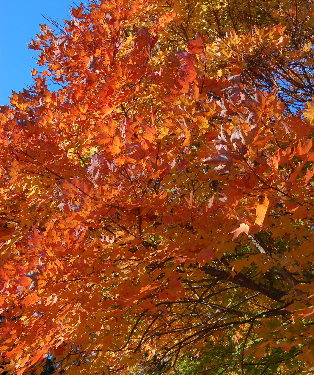 A close up of the bright orange to red fall color of the Legacy Sugar Maple
