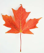 A single bright red leaf of the Legacy Sugar Maple in fall color on a white background