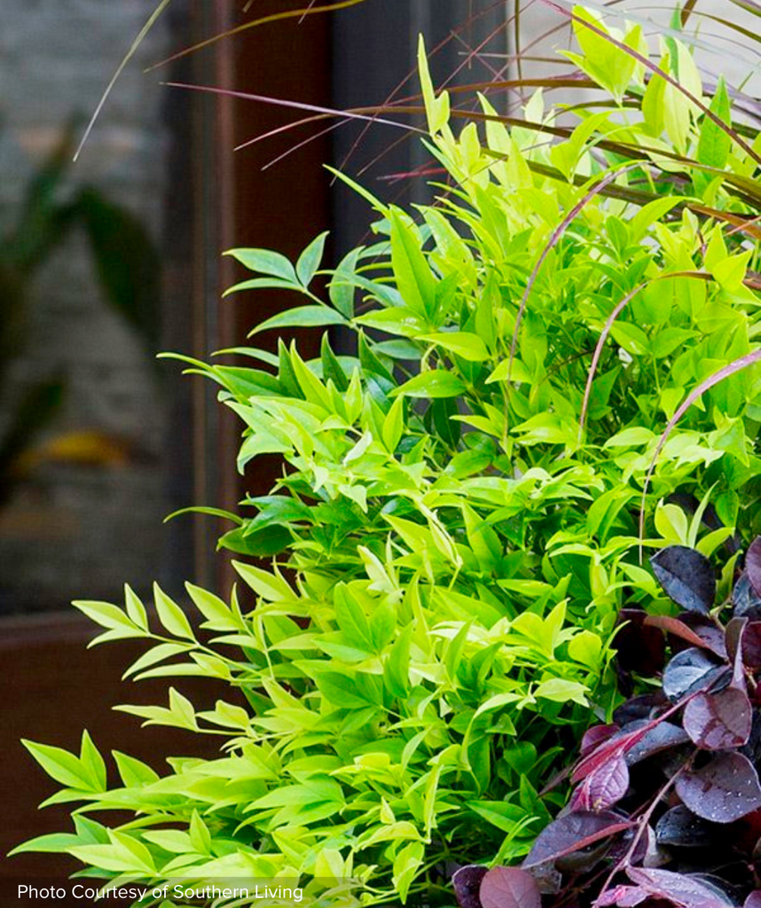 Lemon-Lime™ Heavenly Bamboo