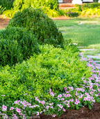 Lemon-Lime Heavenly Bamboo planted in garden bed