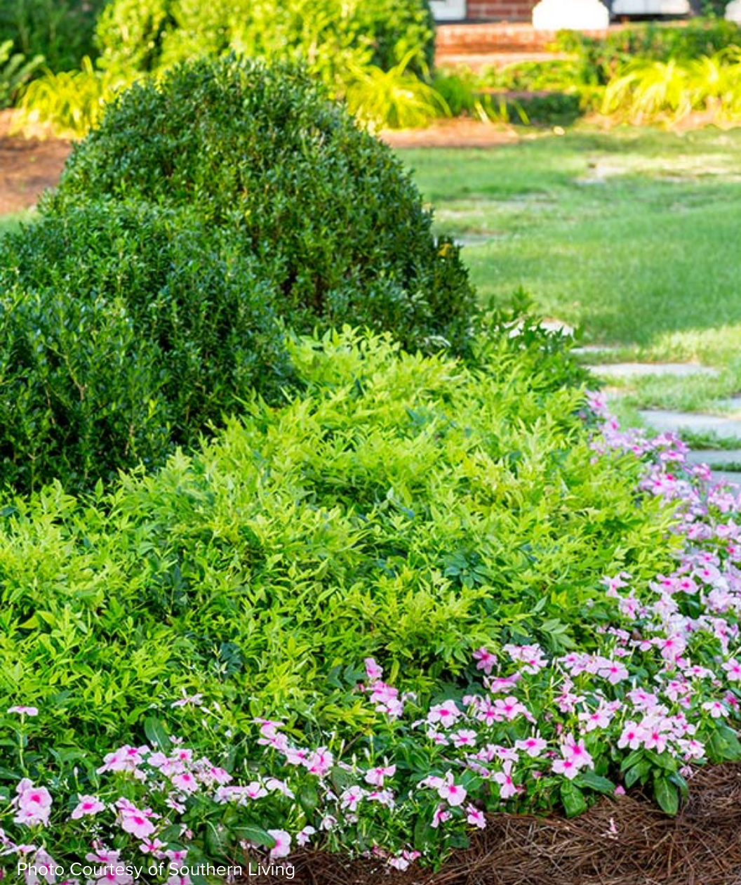 Lemon-Lime Heavenly Bamboo planted in garden bed