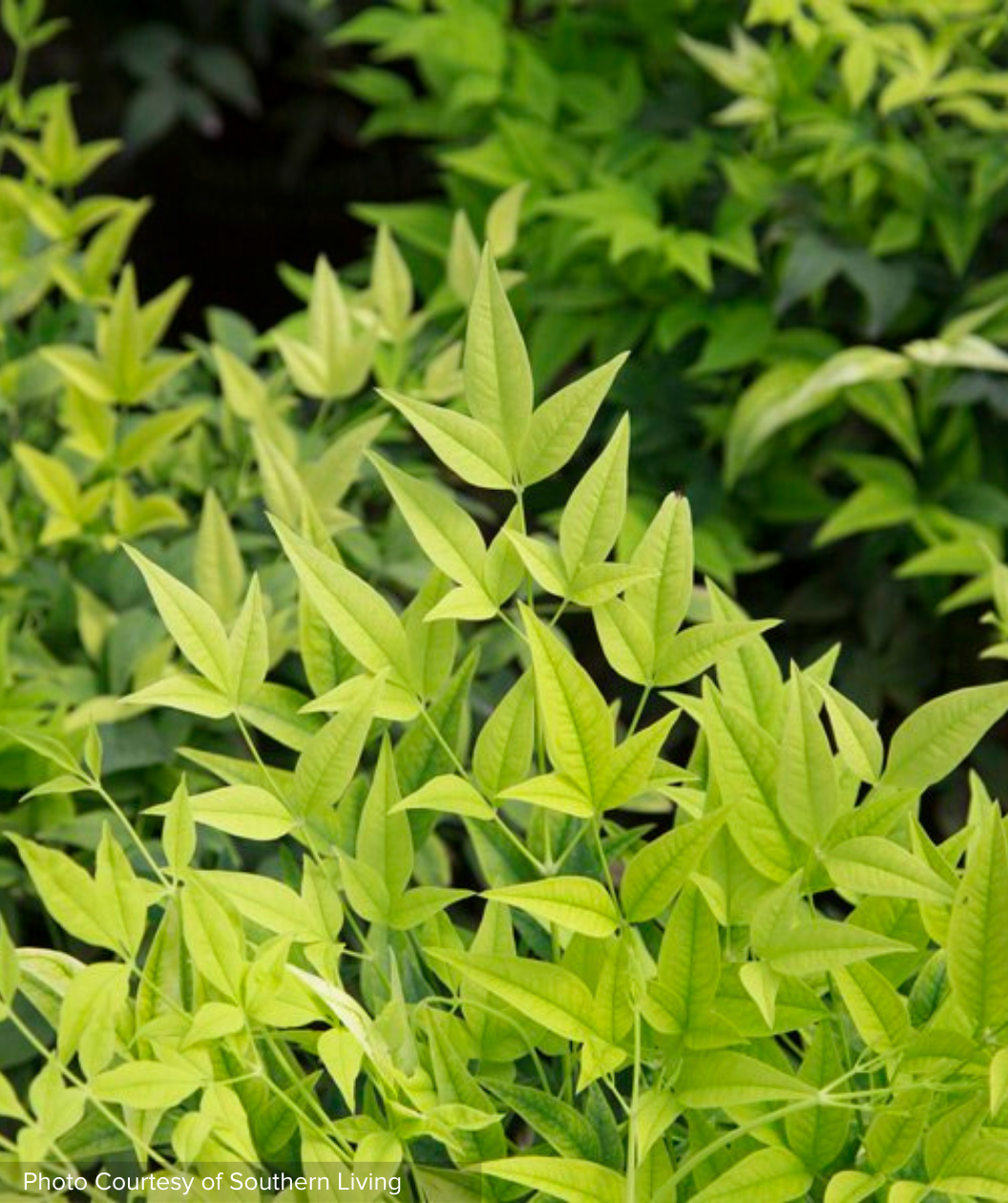 Lemon-Lime™ Heavenly Bamboo