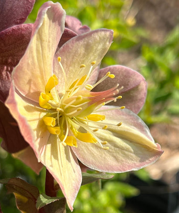 Close up of Mahogany Snow Lenten Rose flowers, small light pink to pale yellow flowers with yellow centers