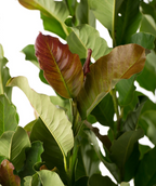 A closeup of the Leonard Messel Magnolia's foliage as it emerges in colors of deep maroon before transitioning to a deep green