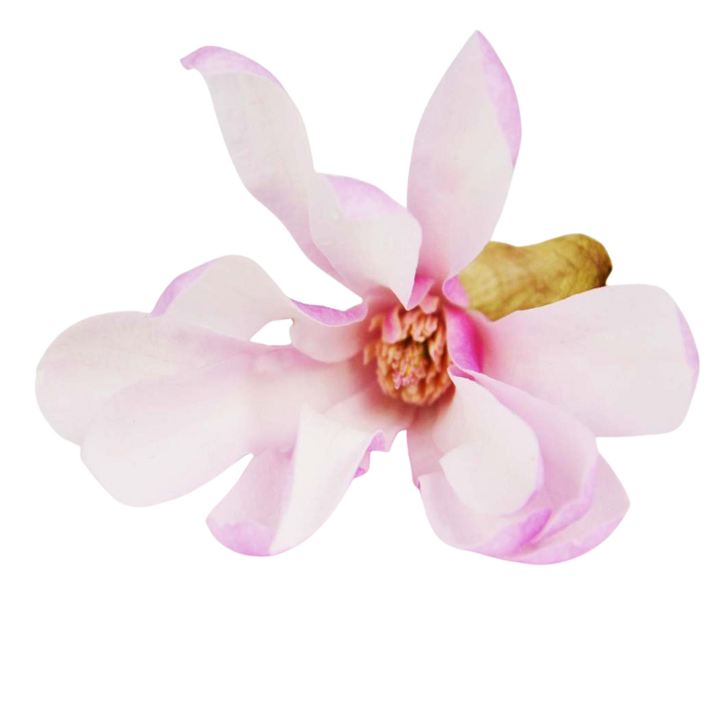 Leonard Messel Magnolia | Bower & Branch