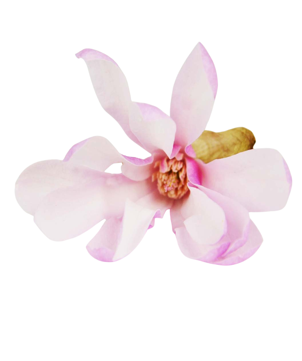A closeup of a single bloom of the Leonard Messel Magnolia with the pinkish edged petals on a white background