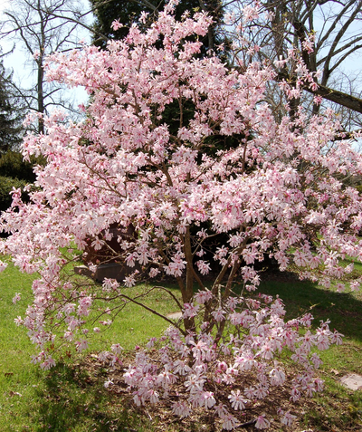 Leonard Messel Magnolia planted in a spring landscape, all of the branches are covered in medium sized lavender-pink colored fragrant flowers in early spring before any leaves begin to emerge