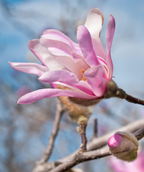 A closeup of a single bloom of the Leonard Messel Magnolia with the pinkish edged petals emerging from the fuzzy flower buds