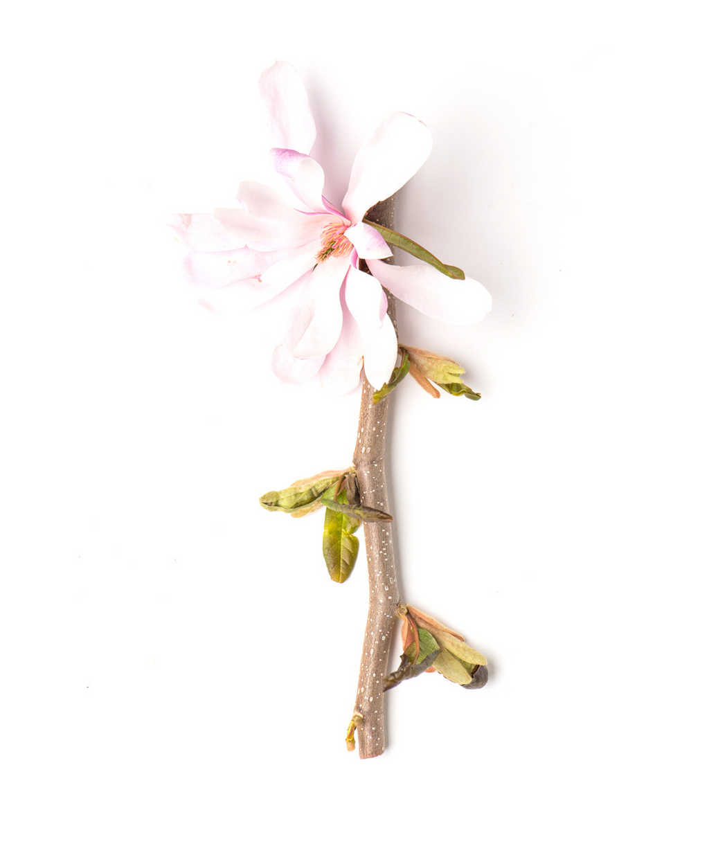Leonard Messel Magnolia branch on white, lavender-pink colored fragrant flower that is lighter on top with a darker underside on a light brown branch with tan speckles as new leaves begin to emerge