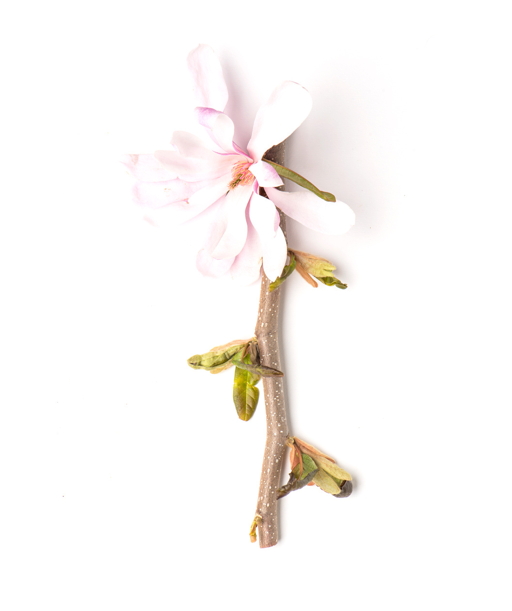 Leonard Messel Magnolia branch on white, lavender-pink colored fragrant flower that is lighter on top with a darker underside on a light brown branch with tan speckles as new leaves begin to emerge