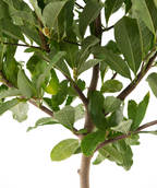 A closeup of the Leonard Messel Magnolia branching, covered in deep green oval shaped foliage