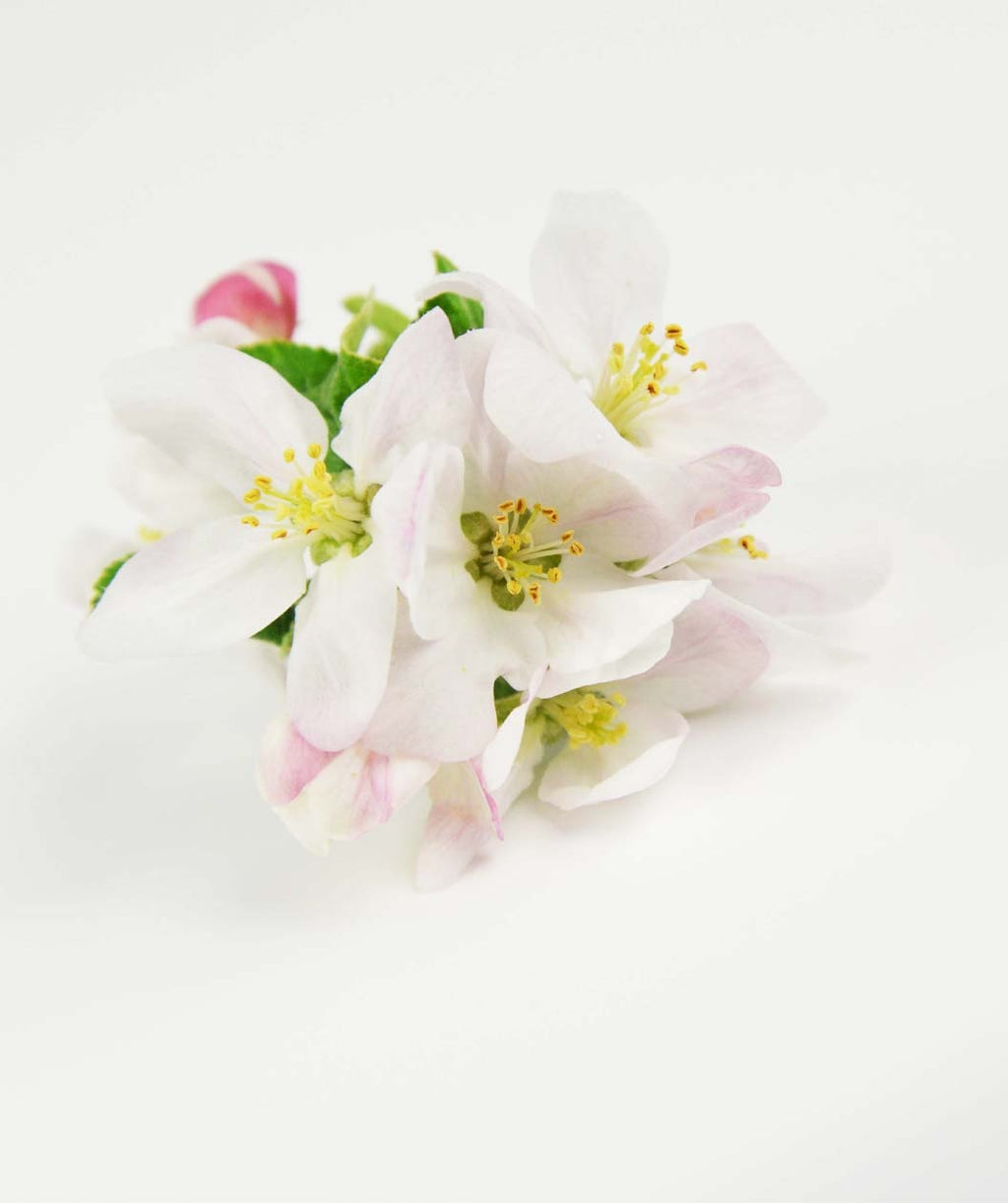 Liberty Apple white to light pink flowers on a white background