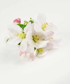 Liberty Apple white to light pink flowers on a white background