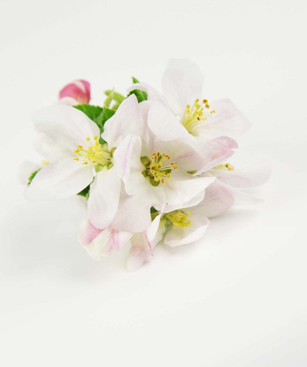 Liberty Apple white to light pink flowers on a white background