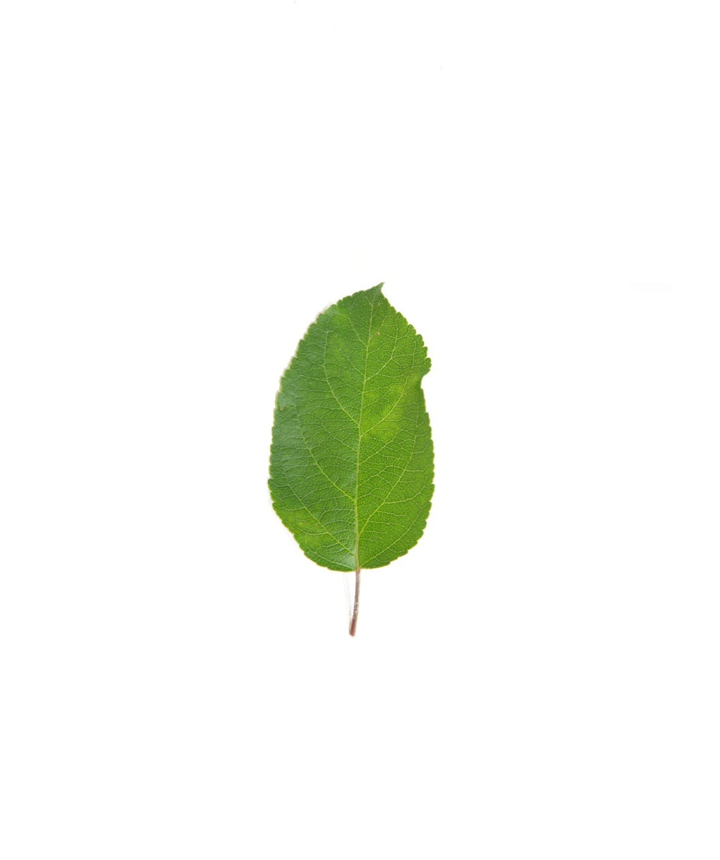 A single Liberty Apple green leaf on a white background