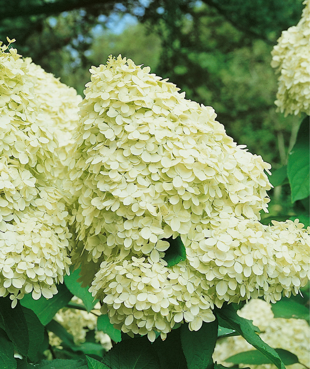 A close up of the cone shaped, large white flower of the Limelight Hydrangea above the deep green leaves