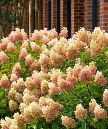 Close up of Limelight Prime Hydrangea, large pyramidal clusters of small light pink and white flowers emerging from green conical shaped foliage