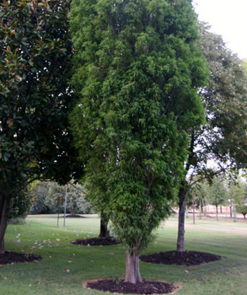 A low-branched Lindsey's Skyward Bald Cypress planted in landscape with dark green, feathery foliage