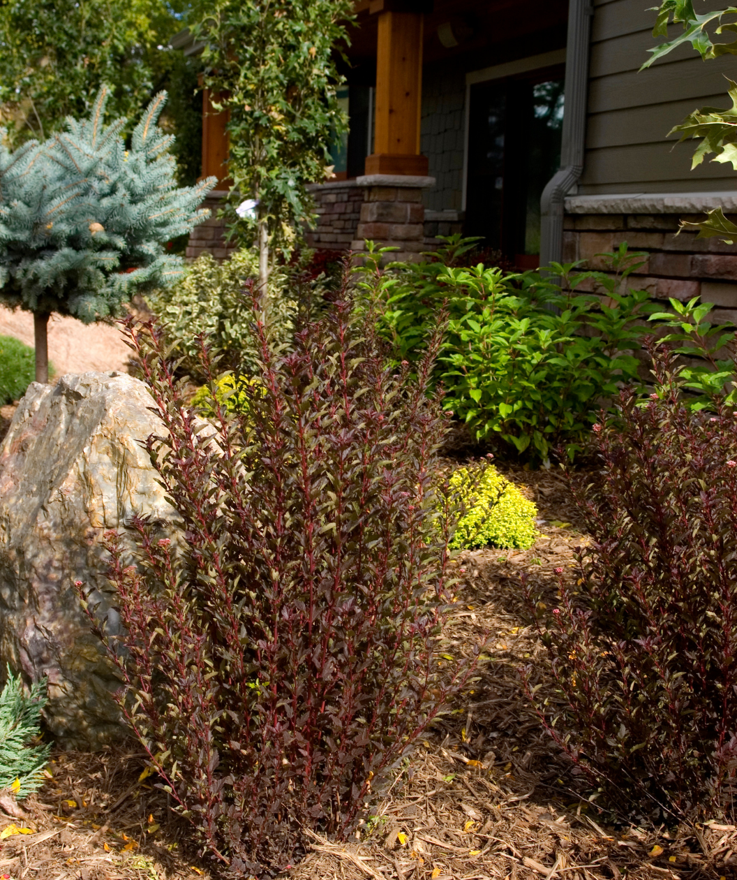 Little Devil Ninebark planted in a landscape, red barked stems with burgundy colored foliage