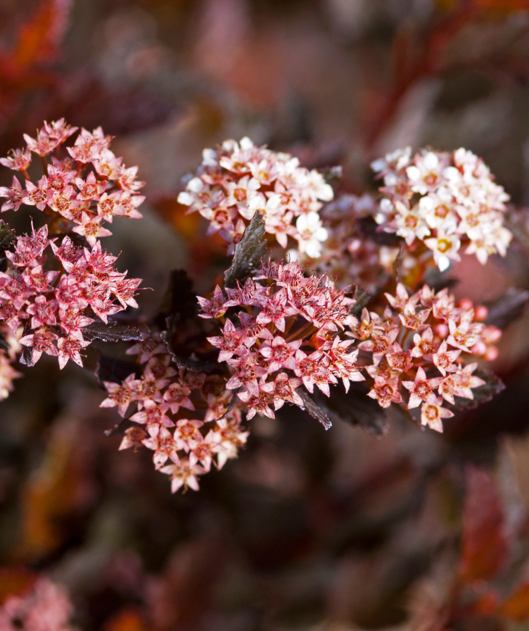 Little Devil Ninebark flowers up close, small fuzzy looking white and pink flowers