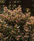 Little Devil Ninebark planted in a landscape, red barked stems with burgundy colored foliage and small fuzzy clusters of pink and white flower clusters