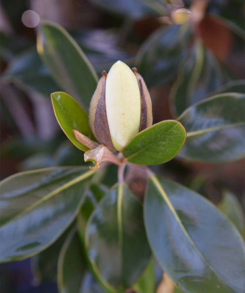 A closeup of the Little Gem Southern Magnolia's dark green foliage with a creamy white flower bud beginning to open