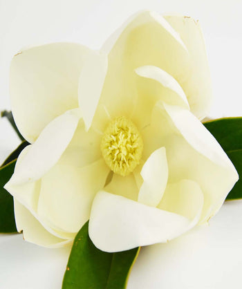 A closeup of the pure white bloom and dark green leaves of the Little Gem Southern Magnolia on a white background
