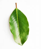 A single oval-shaped, dark green leaf of the Little Gem Southern Magnolia on a white background